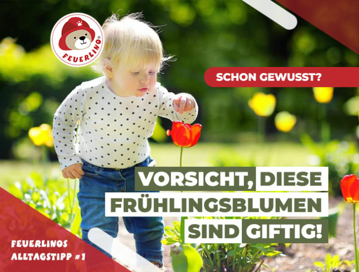Achtung Gefahr für Kinder giftige Frühlingsblumen